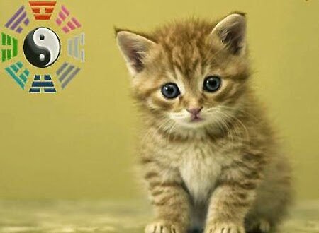 tử vi tuổi kỷ mão nam năm 2015