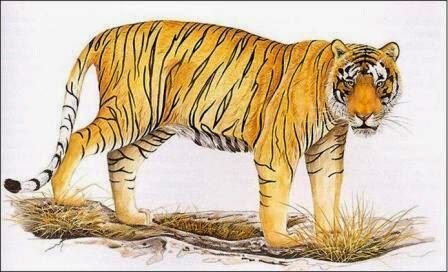 Vận hạn 2015 tuổi Mậu Dần nam mạng 1938