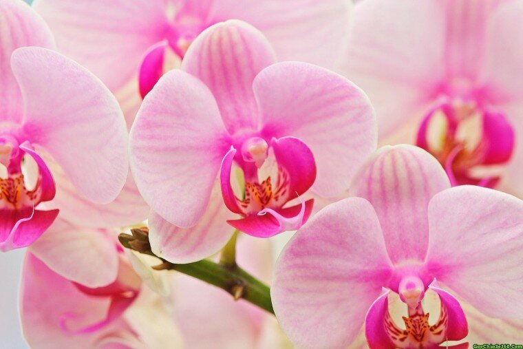 12 cung hoàng đạo nên làm gì năm 2016